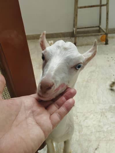 long tail sheep Gulabi teddy  pairs available