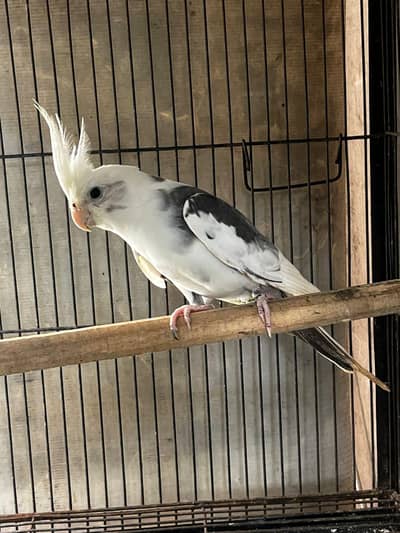 coactail for sale breader male