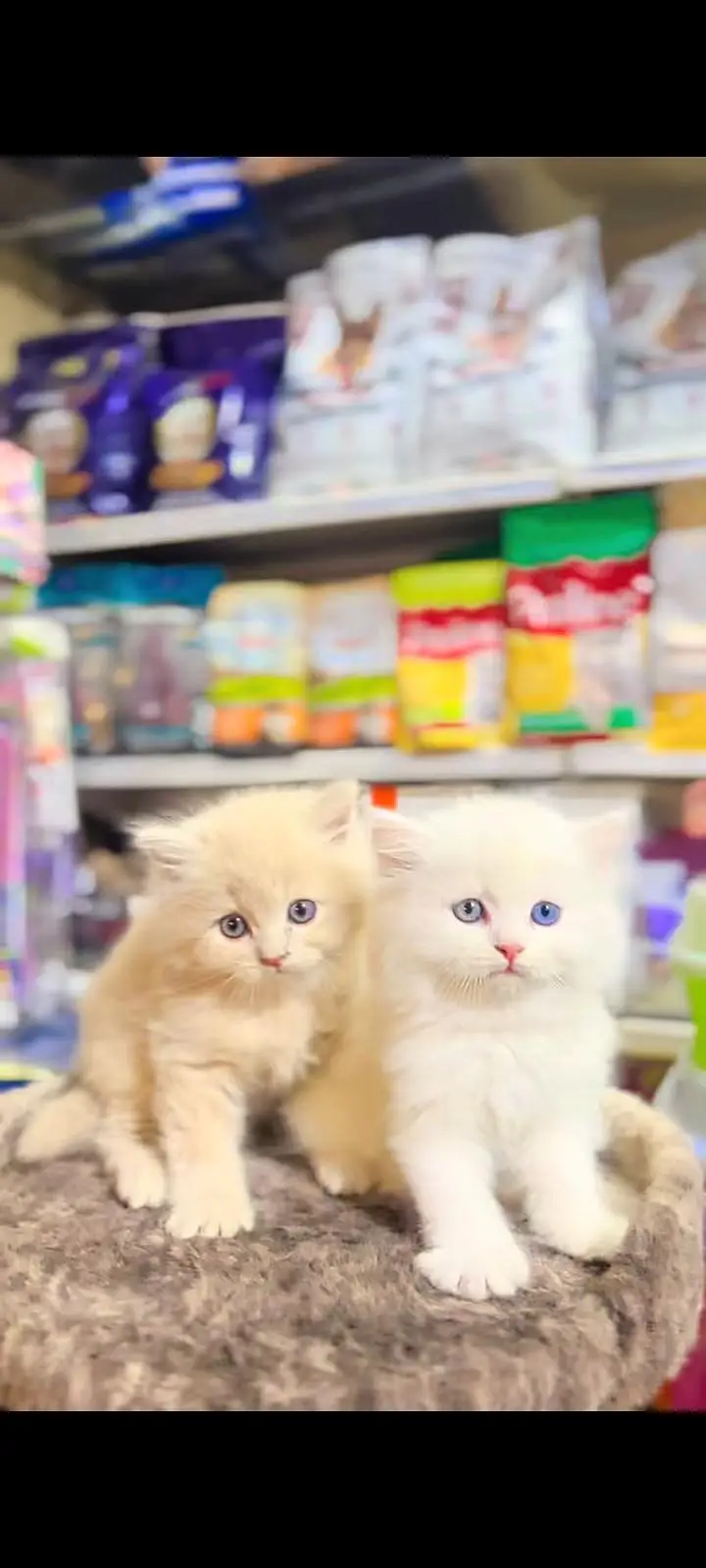 Quality Persian cat & Kittens Male & female    0323 0930380 WhatsApp — photo 2