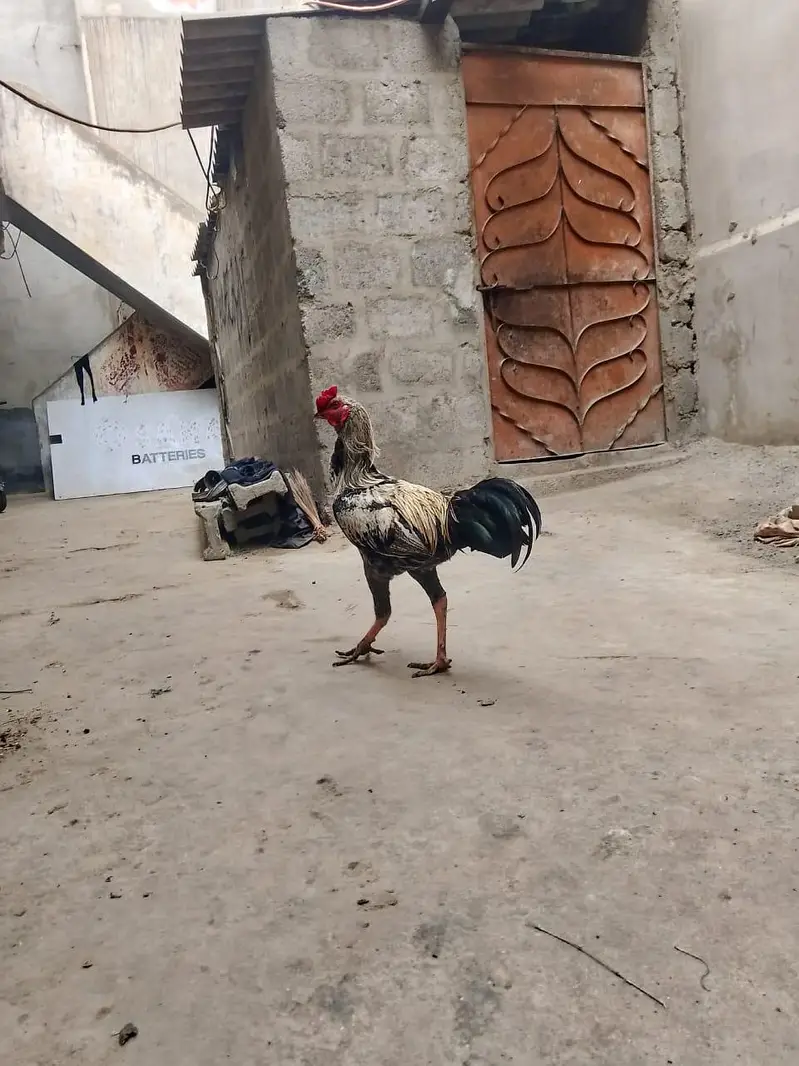 aseel jawa — photo 2