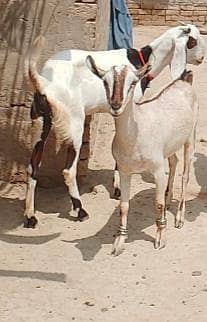 bakri set for sale with breader
