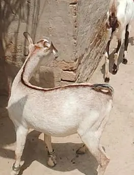 bakri set for sale with breader — photo 2
