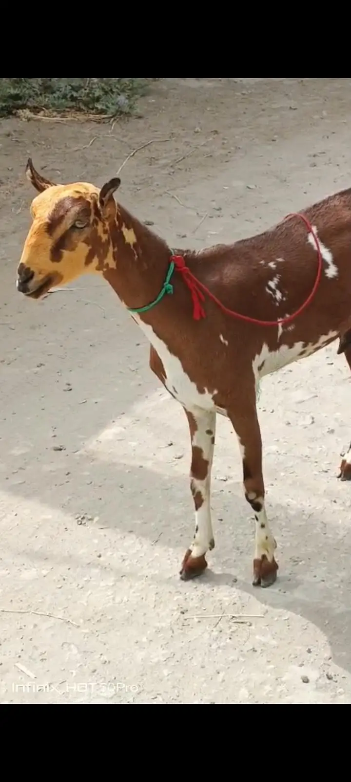 bakri set for sale with breader — photo 3
