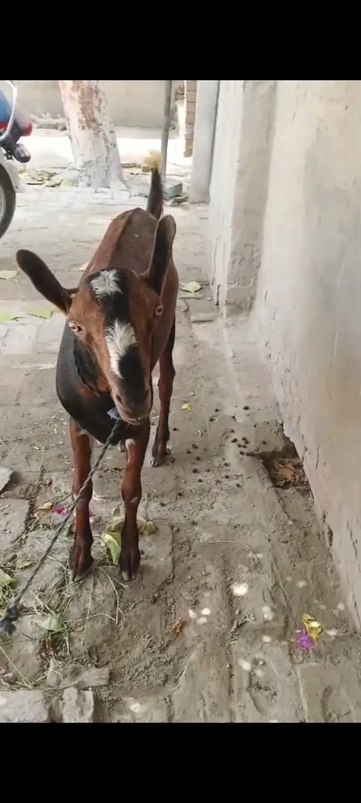 bakri set for sale with breader — photo 4
