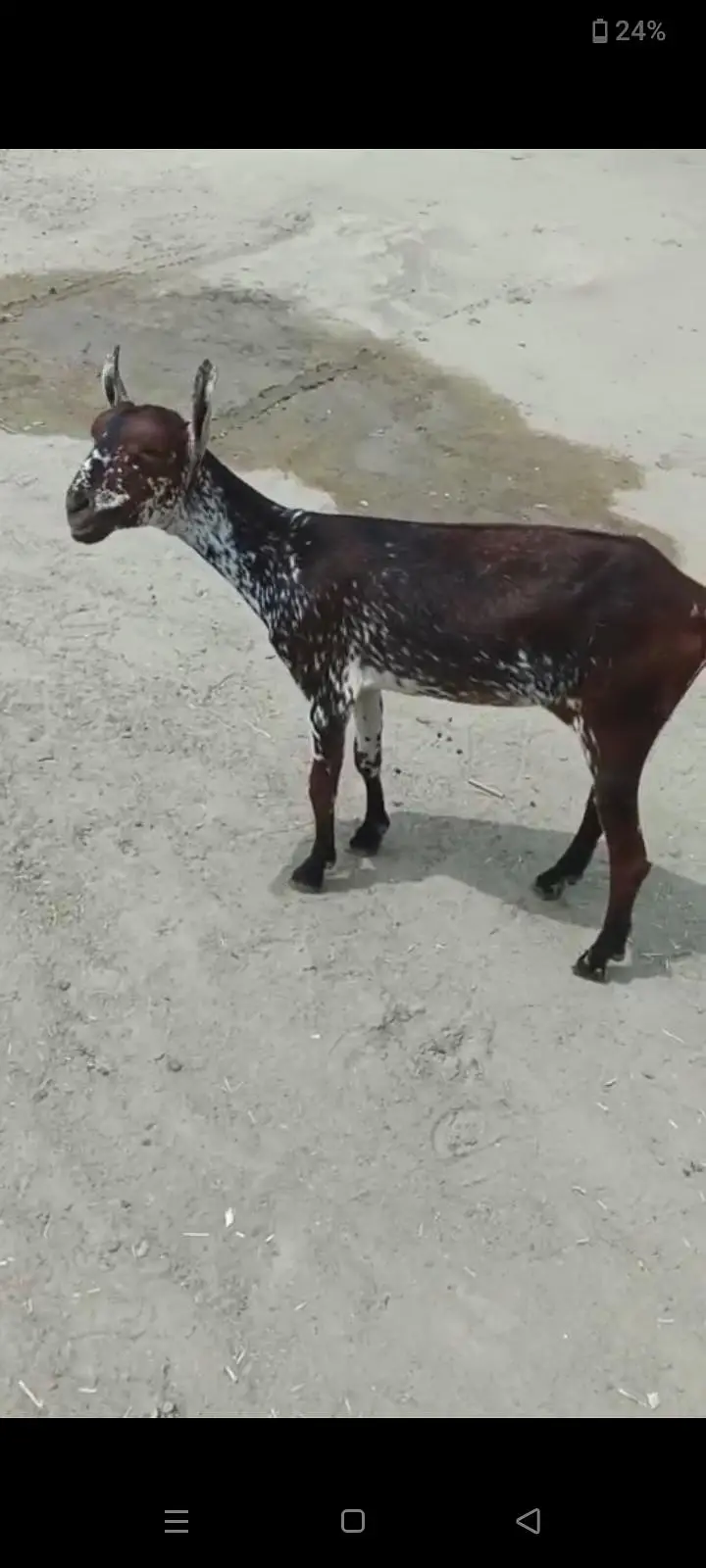 bakri set for sale with breader — photo 5
