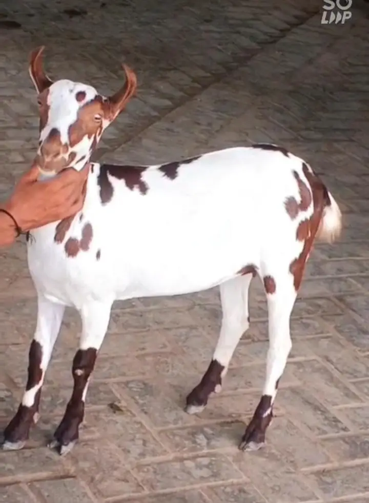bakri set for sale with breader — photo 6
