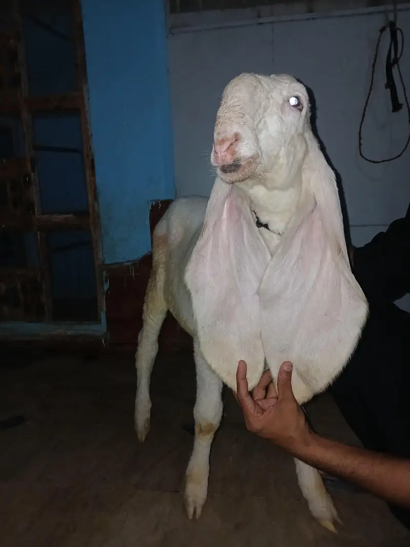 kajla duma