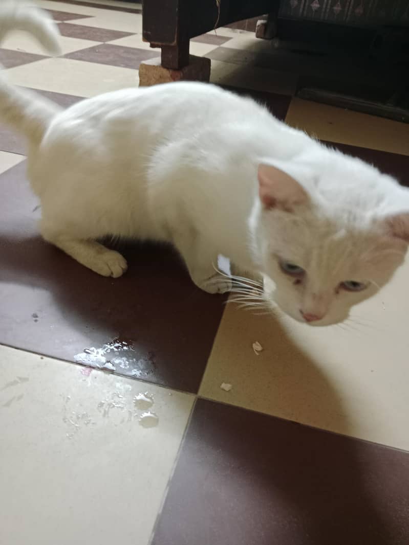 white cat 0