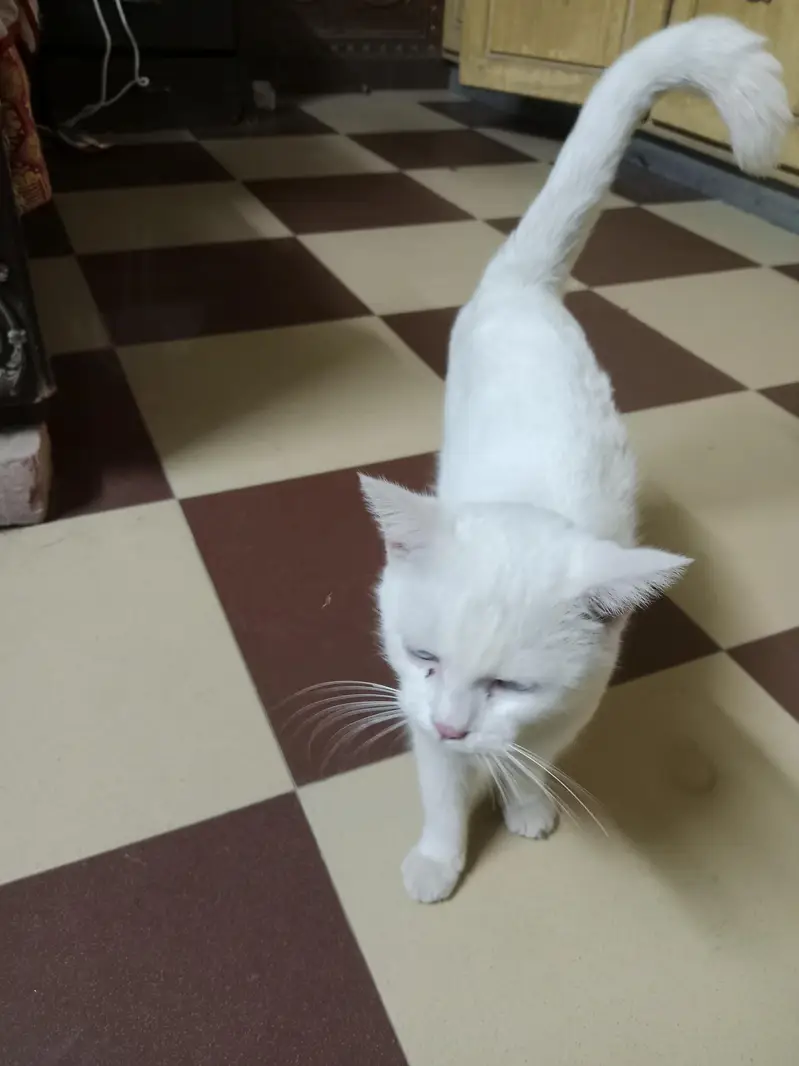 white cat — photo 2
