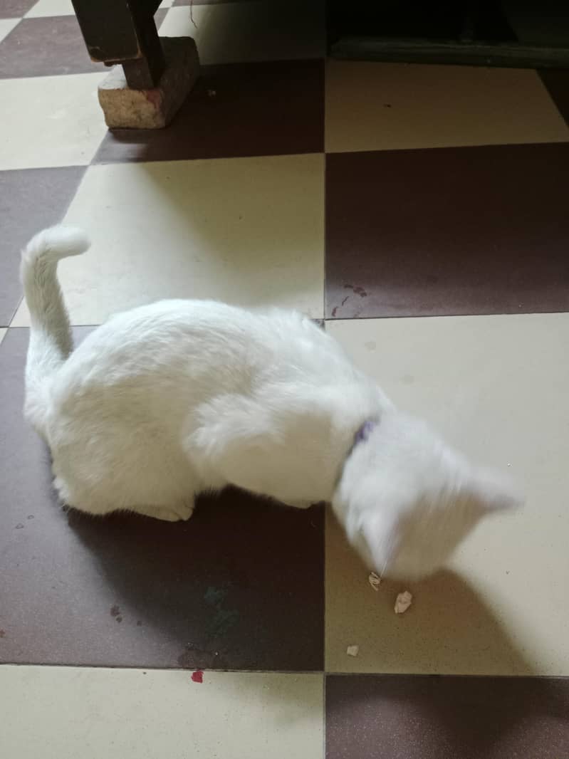 white cat 2