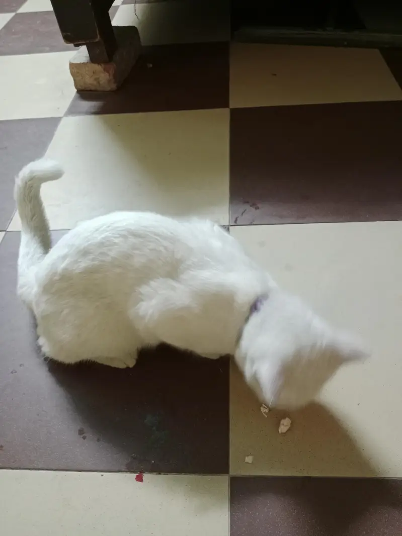 white cat — photo 3