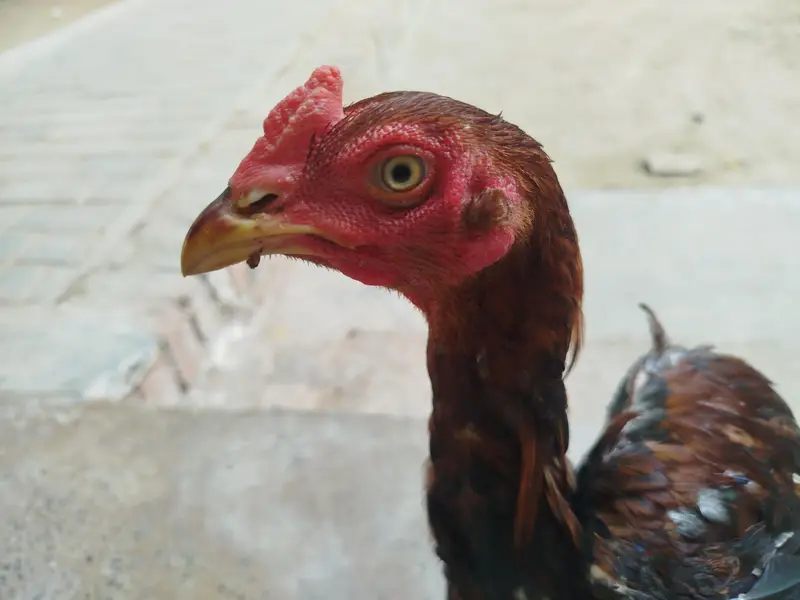 mohib farm — photo 2