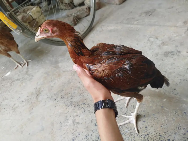 mohib farm — photo 4