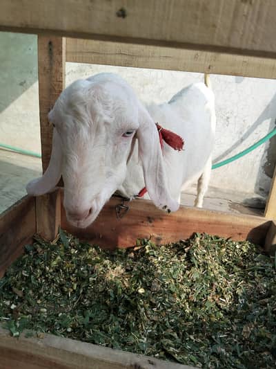 Bakra for sale