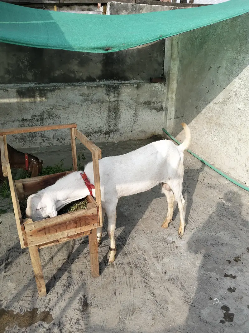 Bakra for sale — photo 2