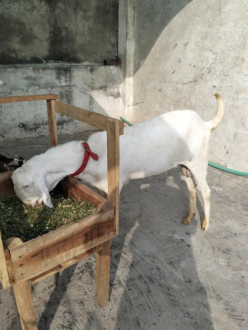 Bakra for sale — photo 3