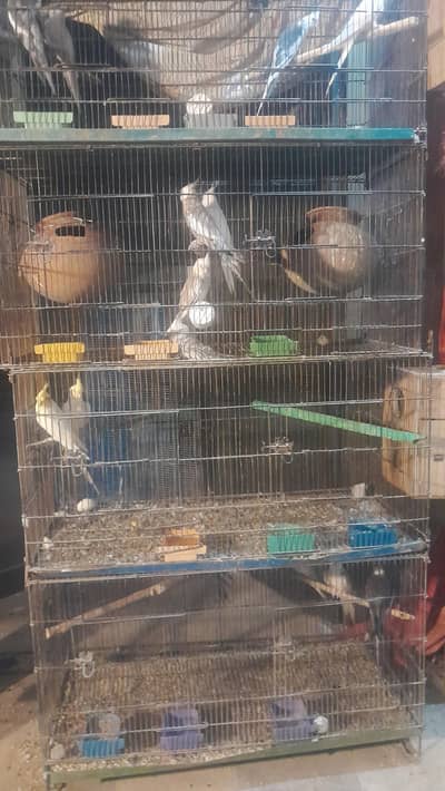 parrots cages