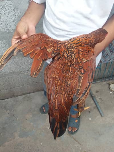 hens for urgent sale