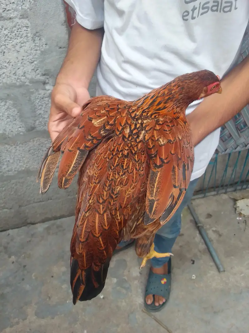 hens for urgent sale — photo 2