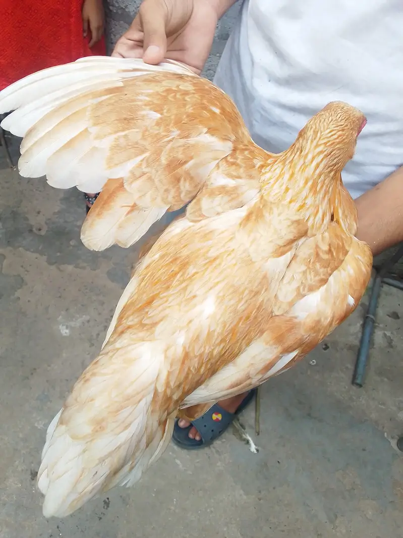 hens for urgent sale — photo 3