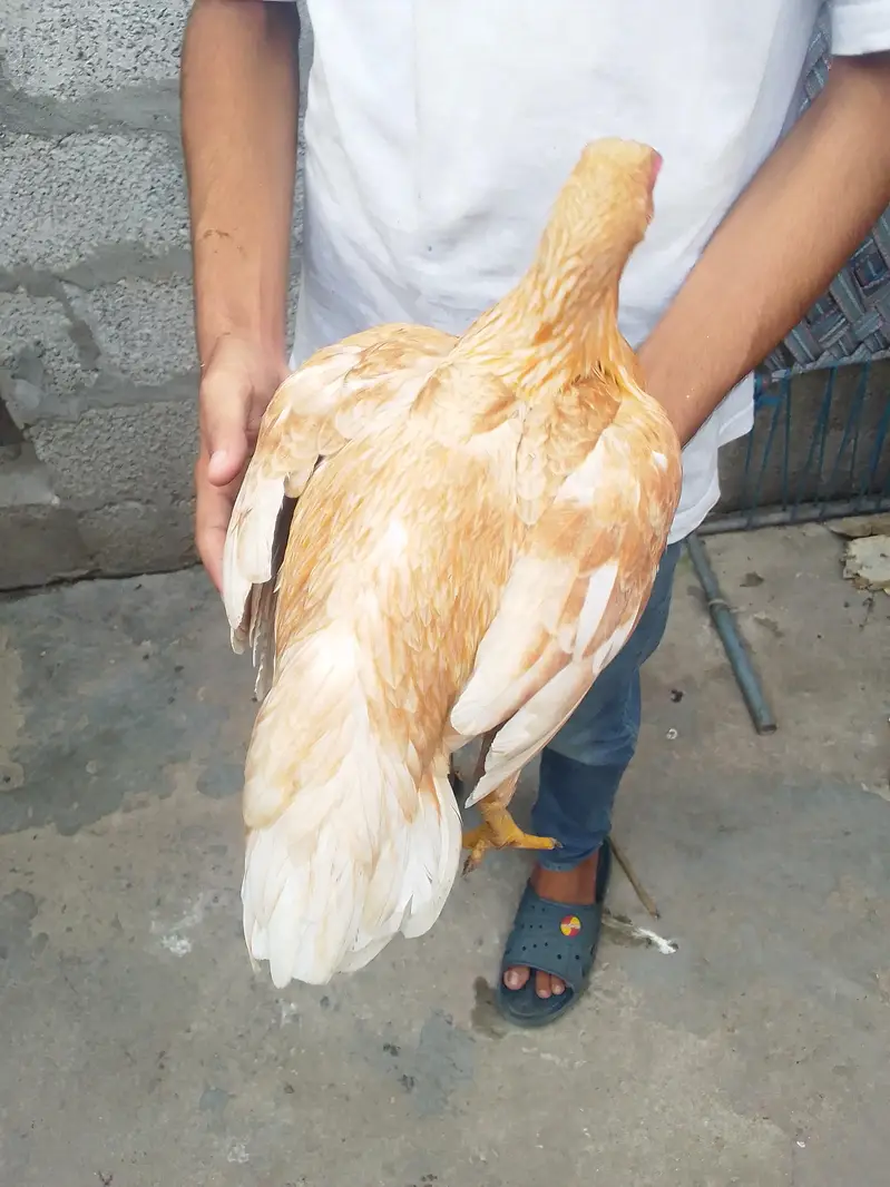 hens for urgent sale — photo 4