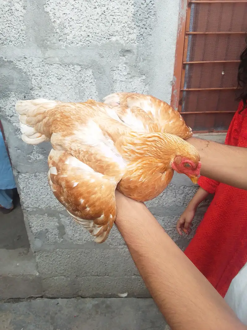 hens for urgent sale — photo 5