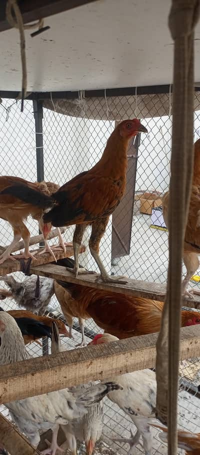 Rooster 1000/kg 03136565335