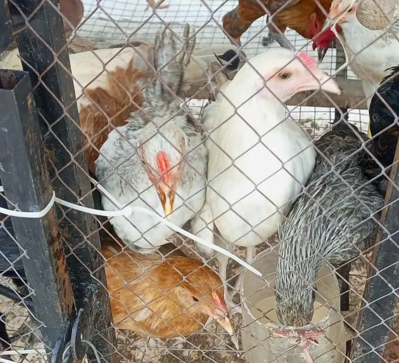 Rooster 1000/kg 03136565335 — photo 2