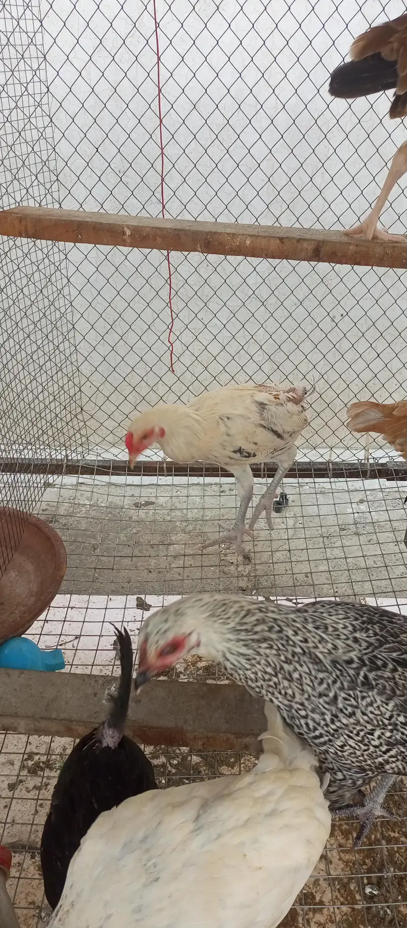 Rooster 1000/kg 03136565335 — photo 3