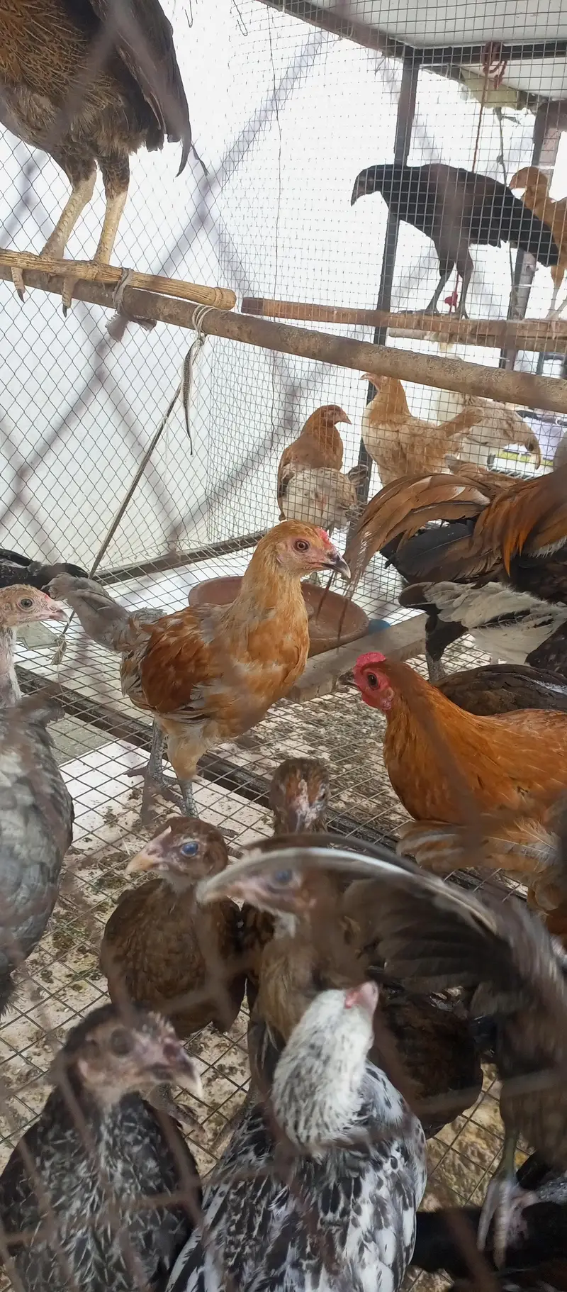 Rooster 1000/kg 03136565335 — photo 4