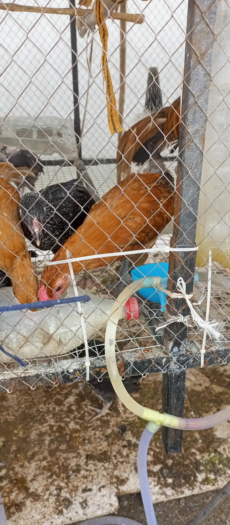 Rooster 1000/kg 03136565335 — photo 5