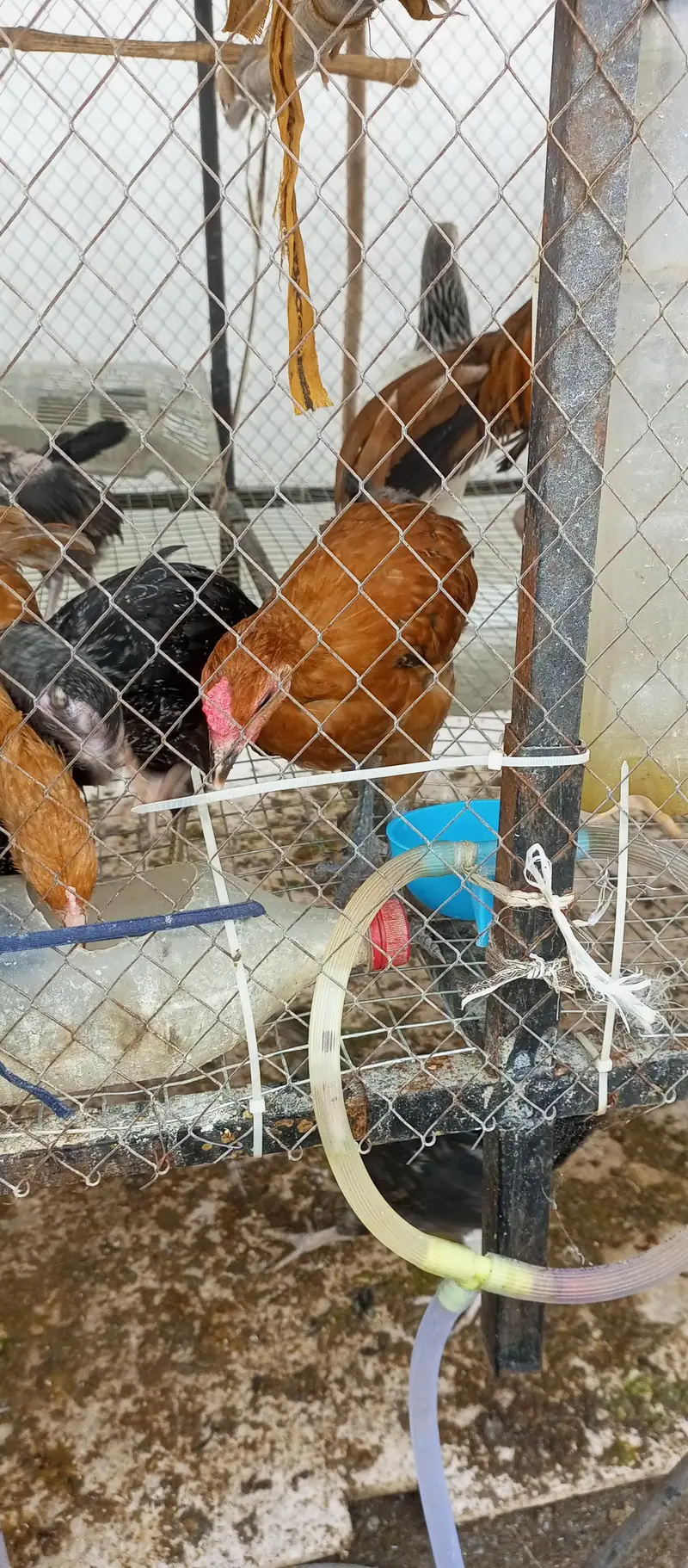 Rooster 1000/kg 03136565335 — photo 6