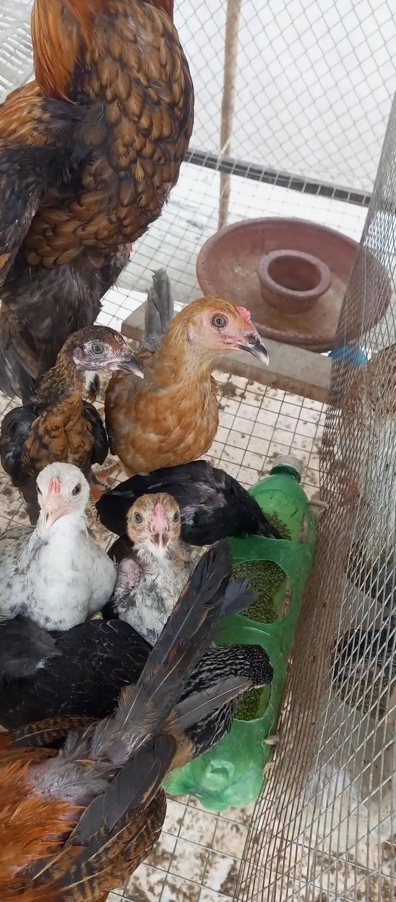Rooster 1000/kg 03136565335 — photo 7