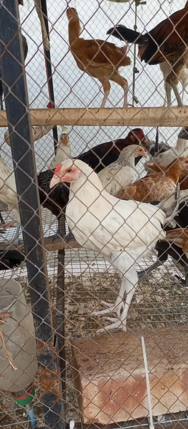 Rooster 1000/kg 03136565335 — photo 8