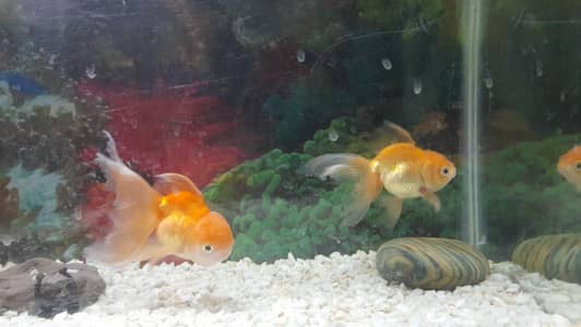 124 Liter/ 33 Gallon Fish Aquarium with Stand, Filter, Heater &light.