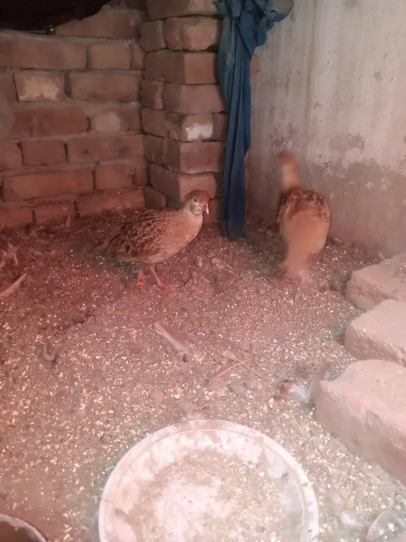 Irani teetar pair — photo 6
