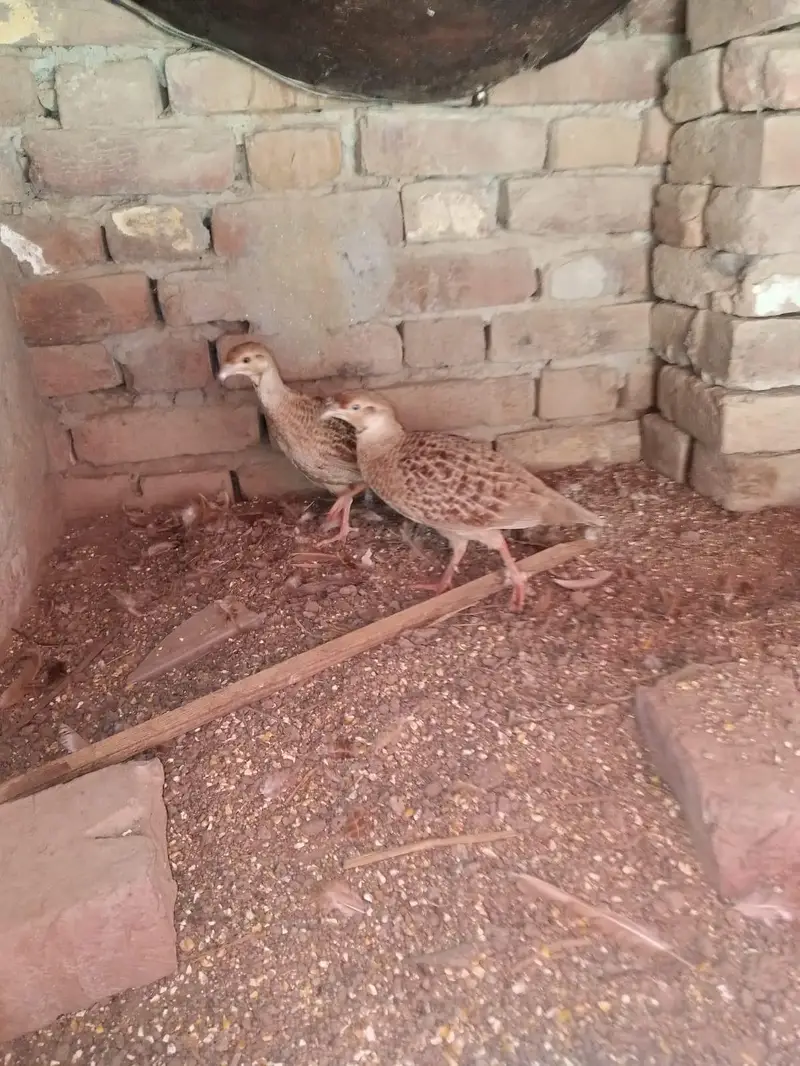 Irani teetar pair — photo 8