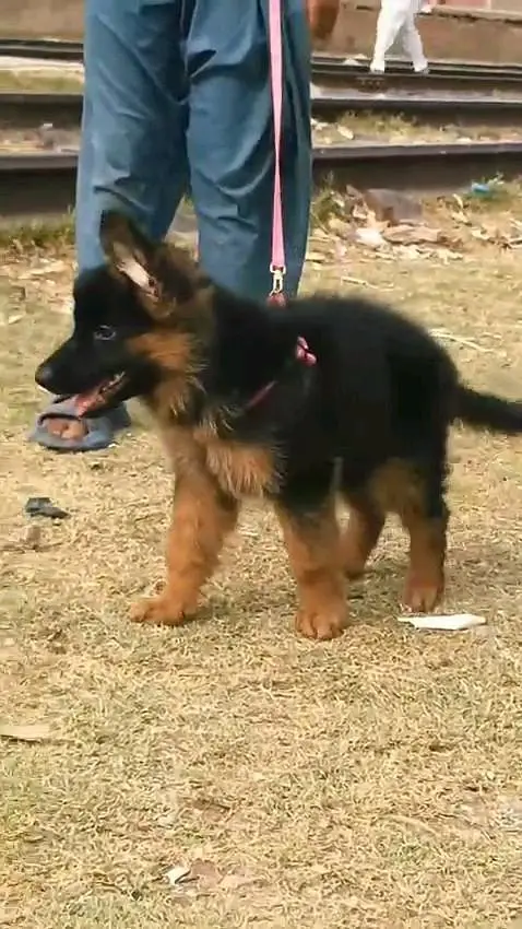 German shepherd puppie WhatsApp contact o/3/4/9/o/6/8/6/3/7/8 — photo 2