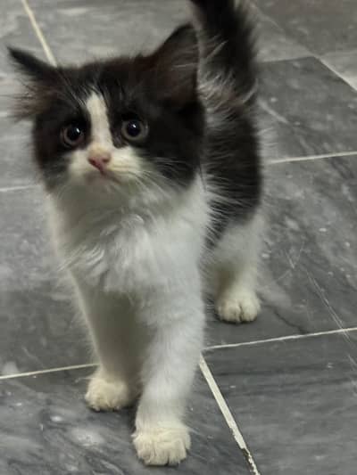 Black and White kitten