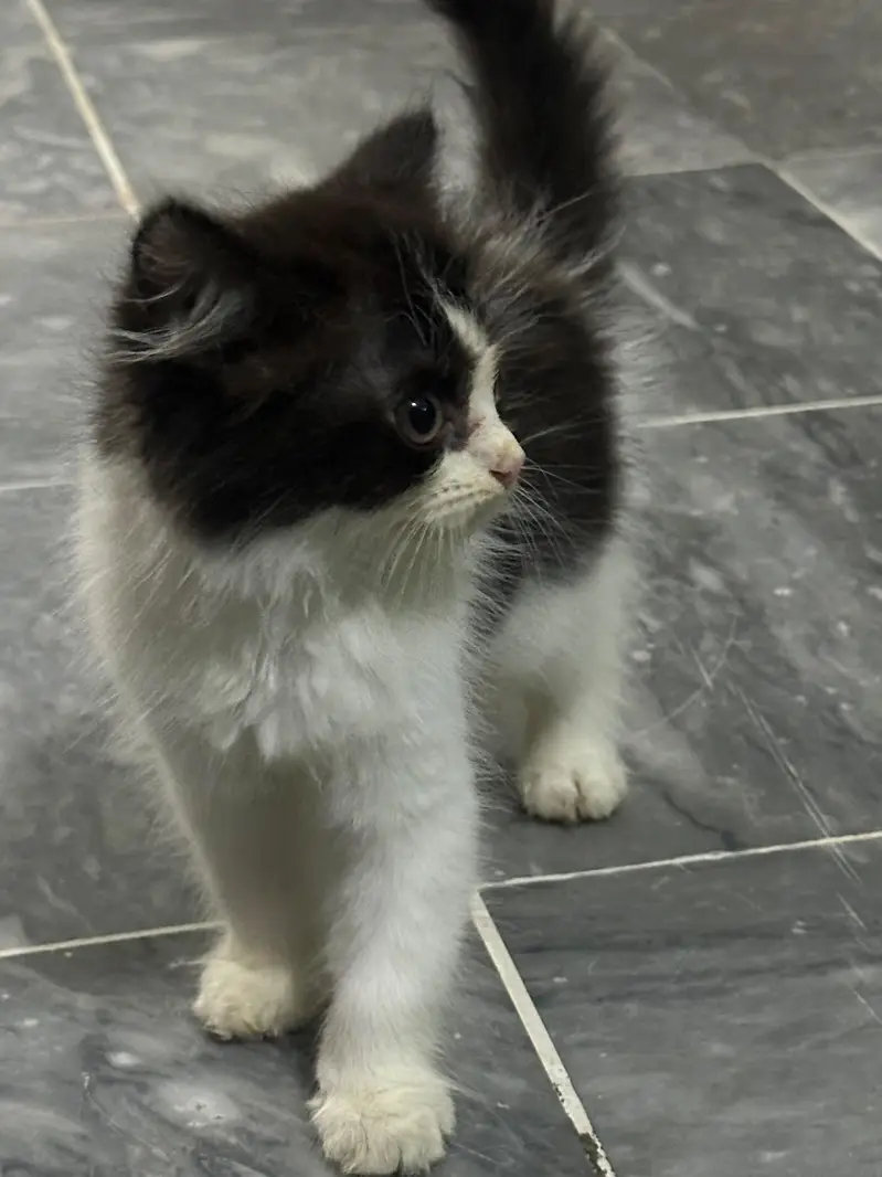 Black and White kitten — photo 4