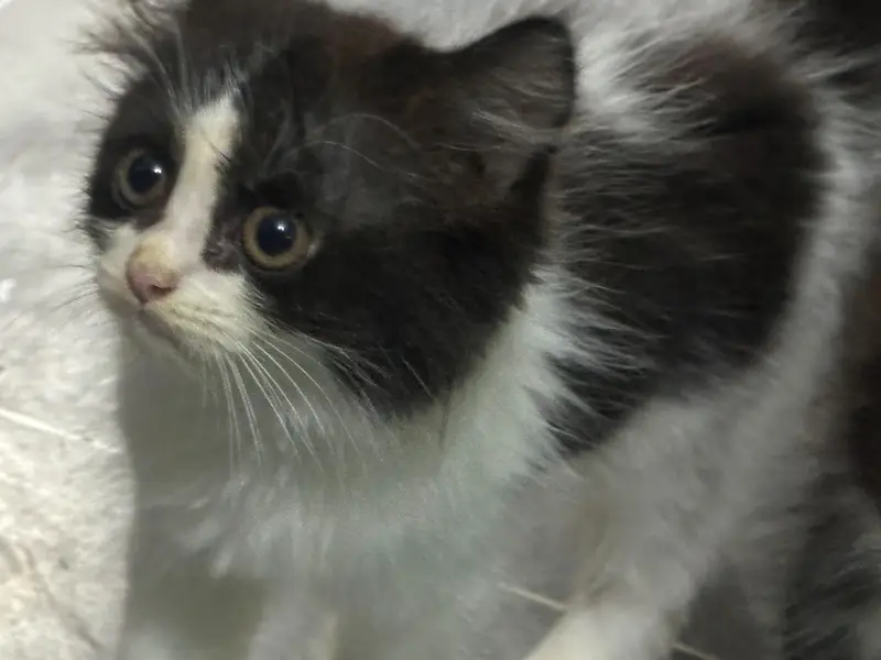 Black and White kitten — photo 5