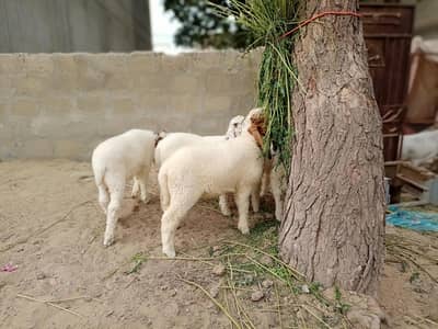 sheeps for sale