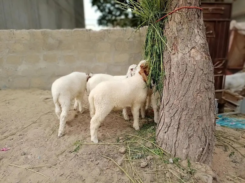 sheeps for sale