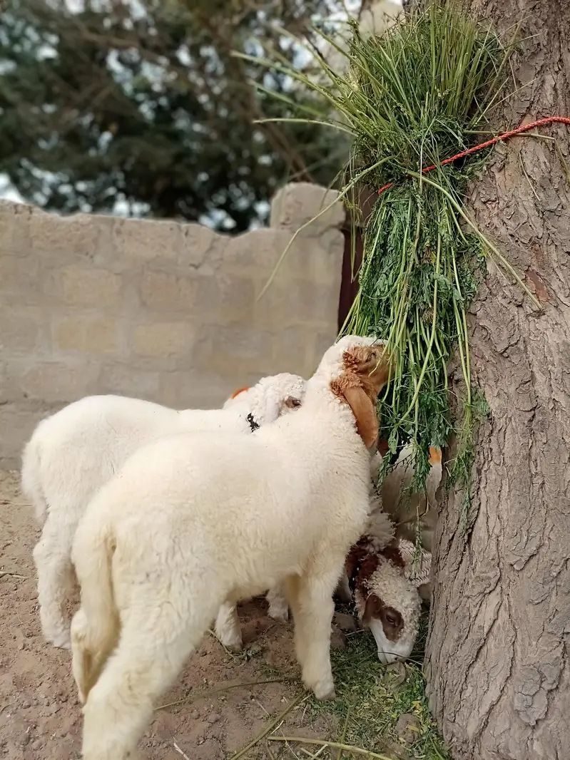 sheeps for sale — photo 2
