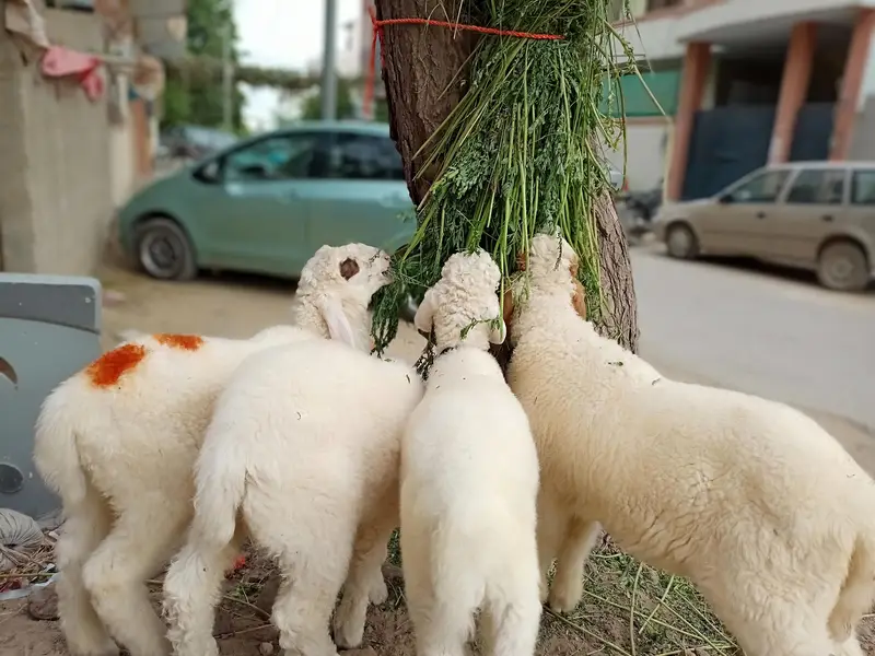 sheeps for sale — photo 3