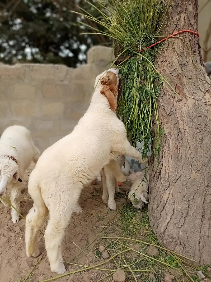 sheeps for sale — photo 4