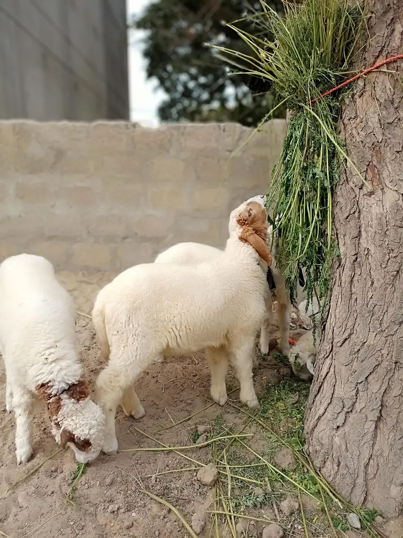 sheeps for sale — photo 5
