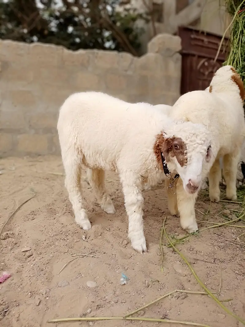 sheeps for sale — photo 6