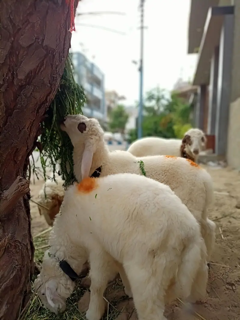 sheeps for sale — photo 8
