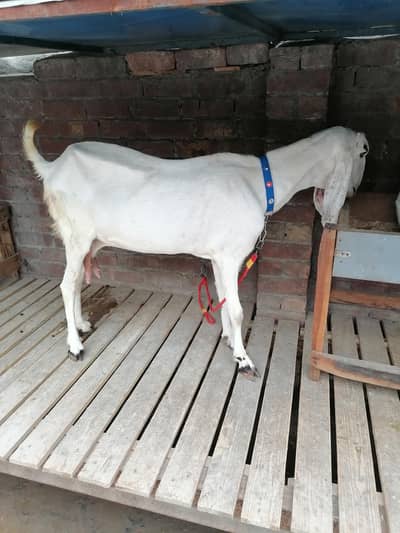 Rajan Puri Goat | bakra | beetal amartsai bakra | goat for sale